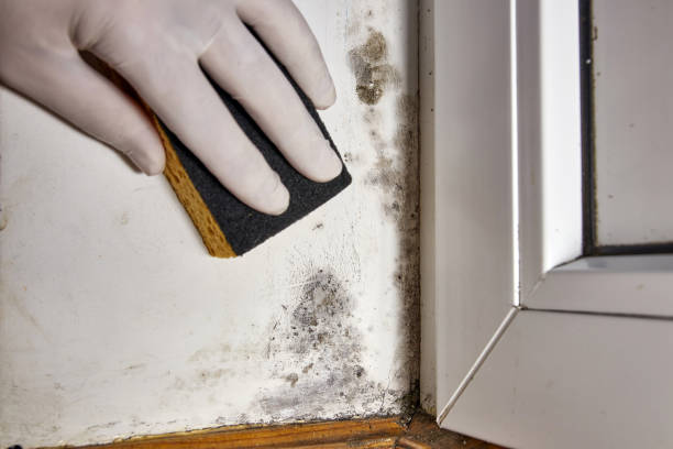 Best Real Estate Mold Inspection  in Hightstown, NJ